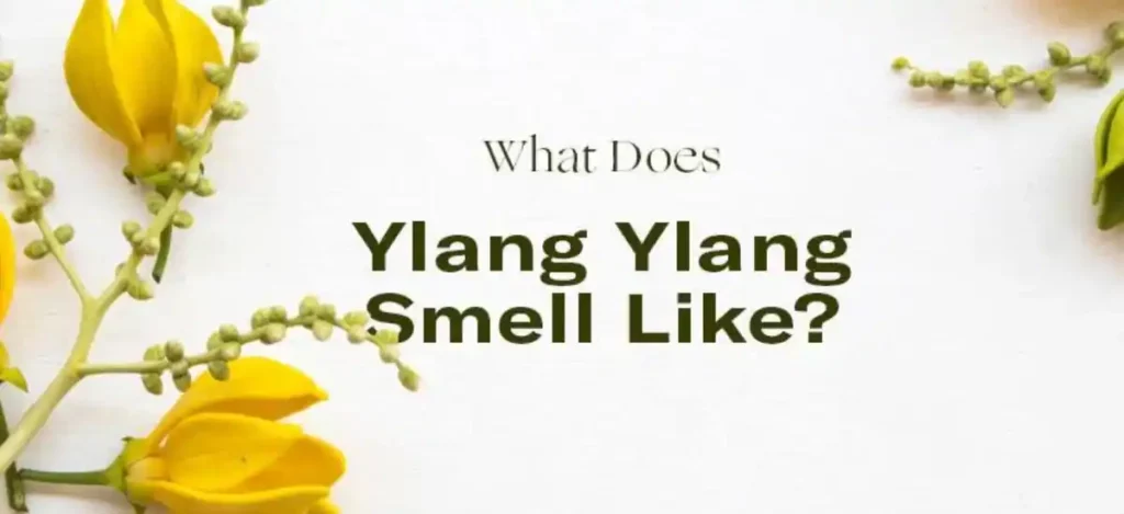 What Does Ylang Ylang Smell Like